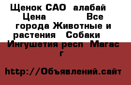 Щенок САО (алабай) › Цена ­ 10 000 - Все города Животные и растения » Собаки   . Ингушетия респ.,Магас г.